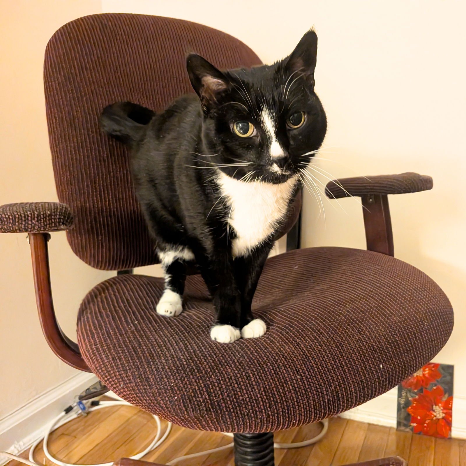 MOTHER GOOSE - Domestic Short Hair available for adoption