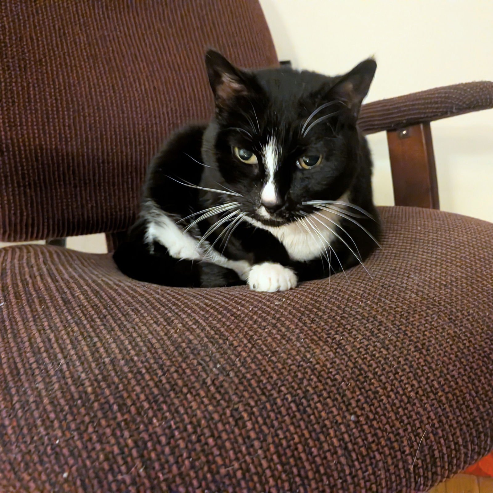 MOTHER GOOSE - Domestic Short Hair available for adoption