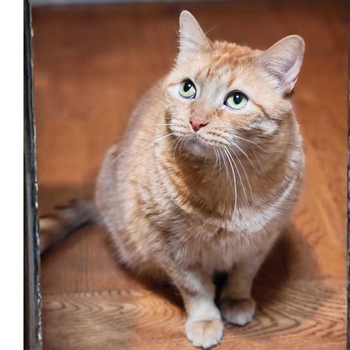 BARTOLA BLAKE - Domestic Short Hair available for adoption