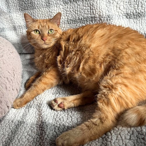 BARTOLA BLAKE - Domestic Short Hair available for adoption