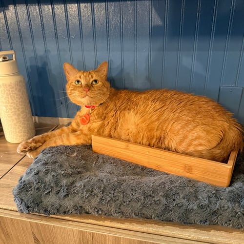 BARTOLA BLAKE - Domestic Short Hair available for adoption