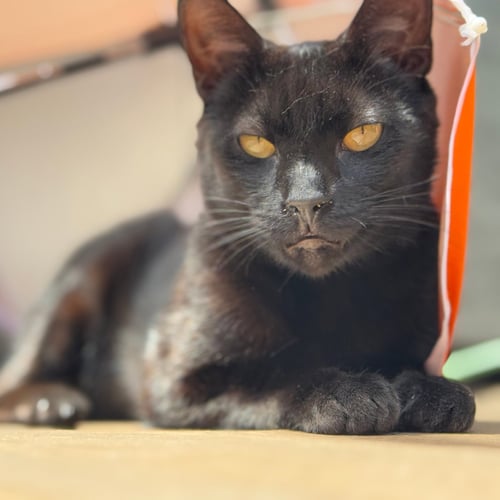 CARROT CAKE - Domestic Short Hair available for adoption