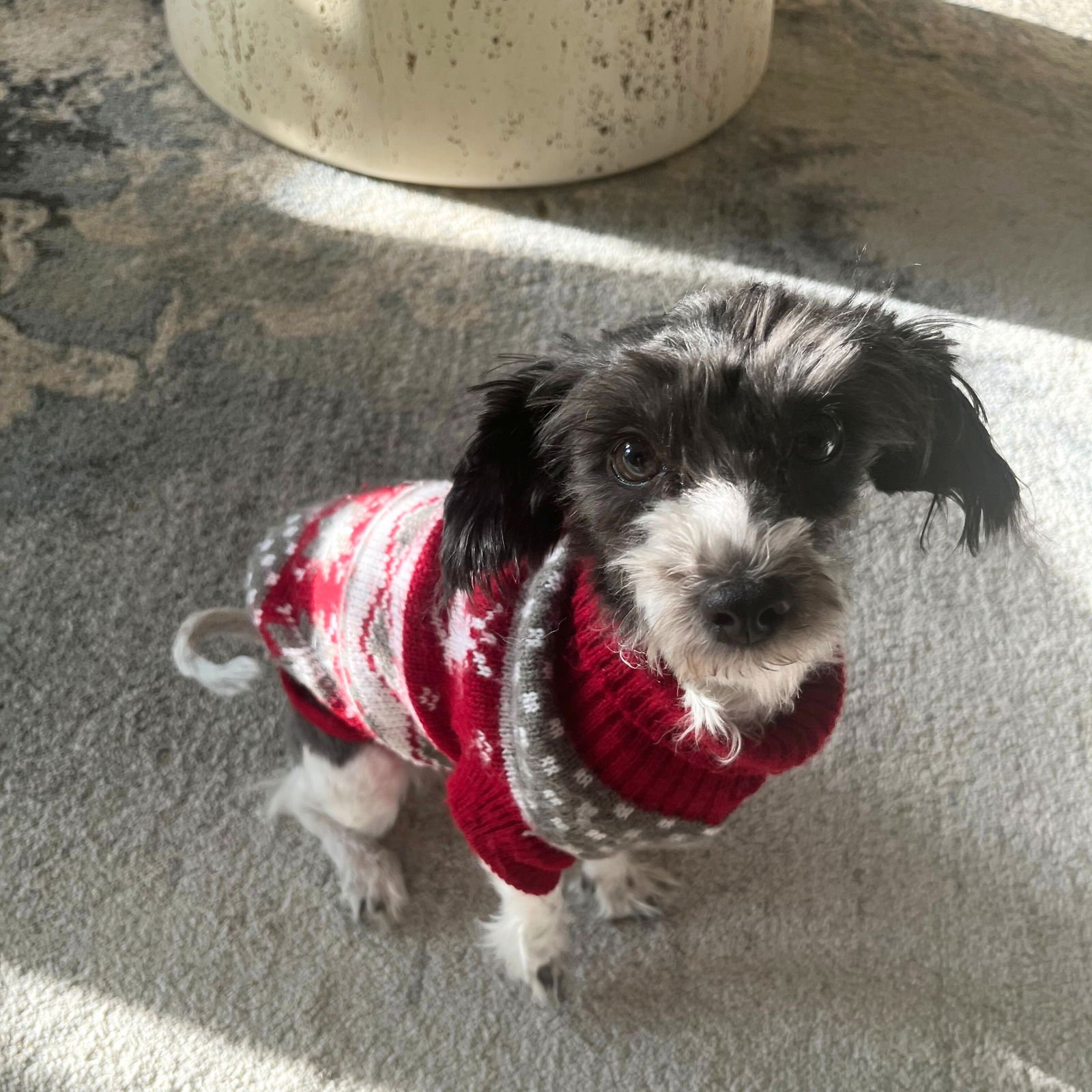 LAFUFU THE DOG - Poodle (Miniature) / Havanese available for adoption