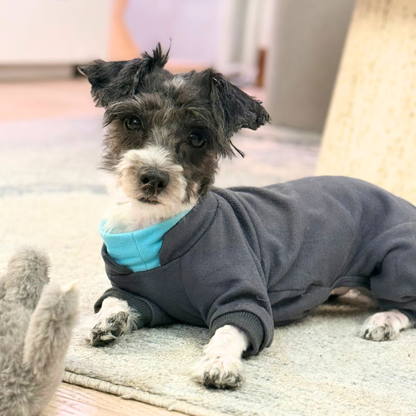 LAFUFU THE DOG - Poodle (Miniature) / Havanese available for adoption