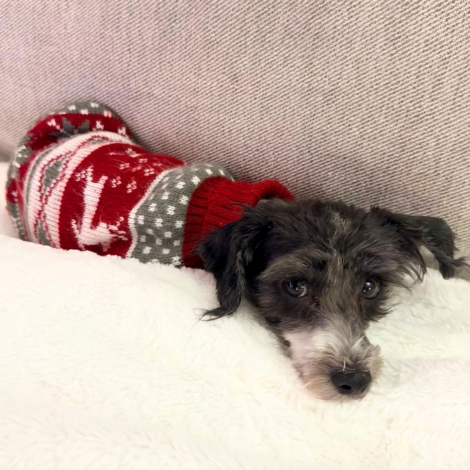 Lafufu the Dog - Photo 3