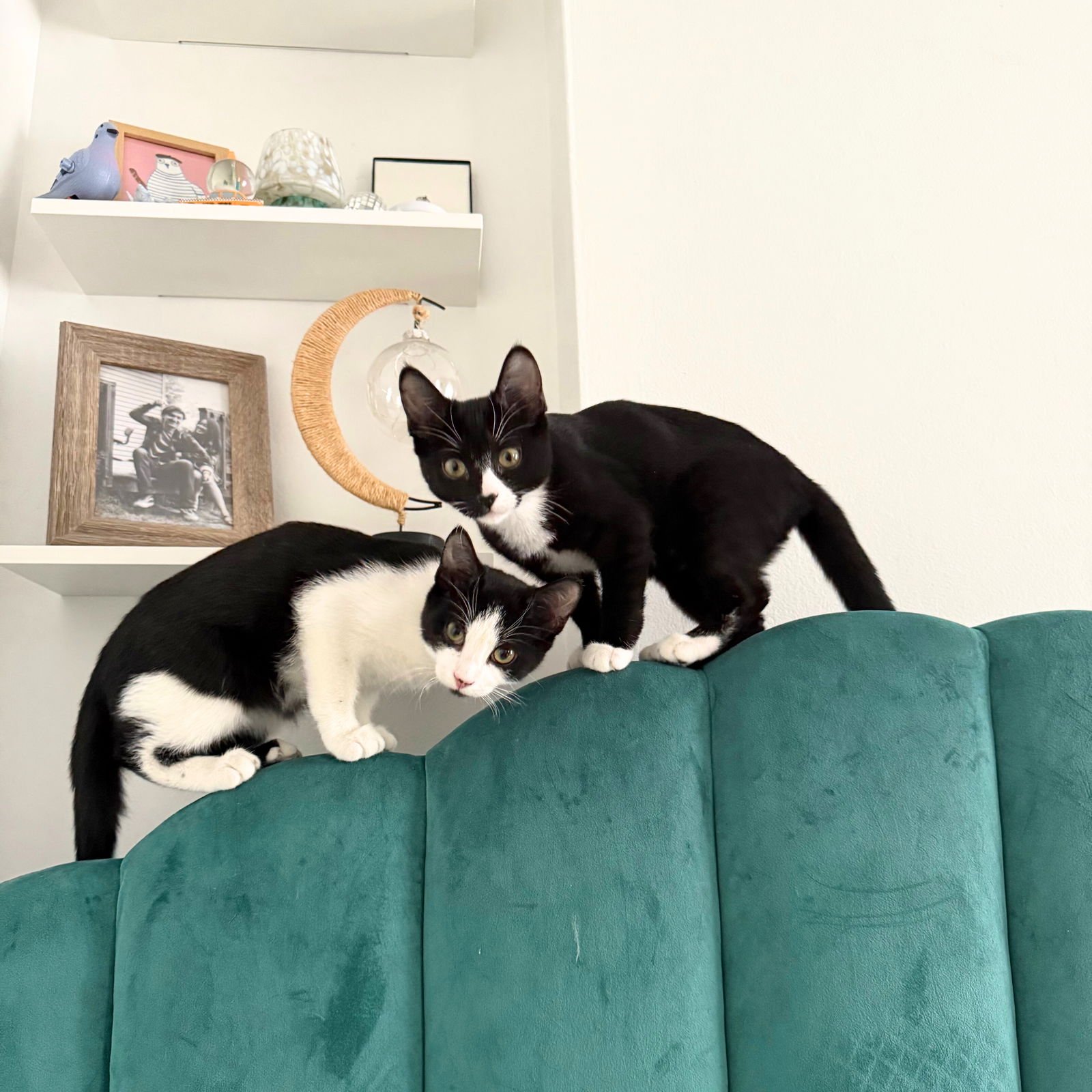 ECHO CHAMBER & SYMPHONY CHAMBER - Domestic Short Hair available for adoption