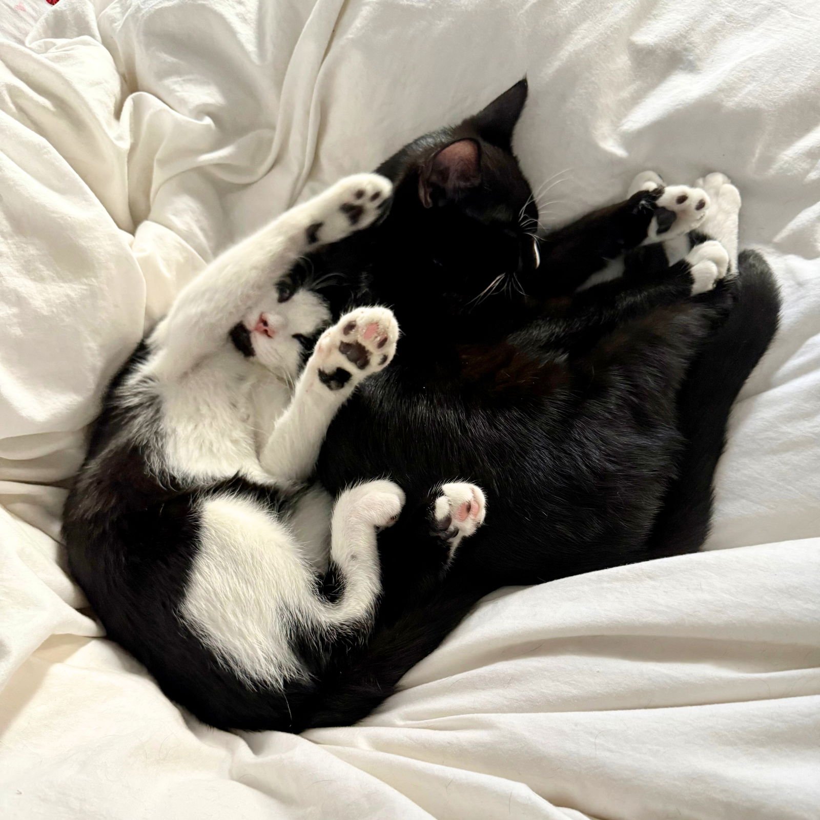 ECHO CHAMBER & SYMPHONY CHAMBER - Domestic Short Hair available for adoption