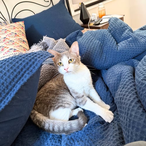 BB - Domestic Short Hair available for adoption