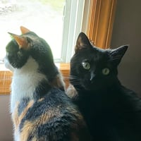Boo & Scout - Photo 5