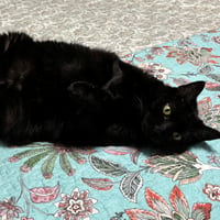 Boo & Scout - Photo 3