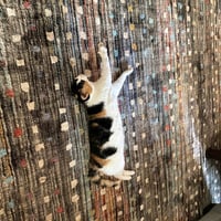 Boo & Scout - Photo 4