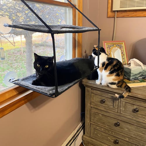 BOO & SCOUT - Domestic Short Hair available for adoption