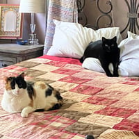 Boo & Scout - Photo 2