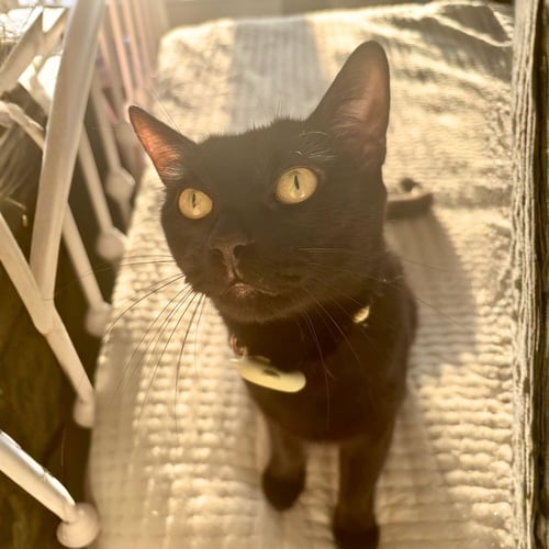 AGNES - Domestic Short Hair available for adoption