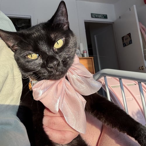 AGNES - Domestic Short Hair available for adoption