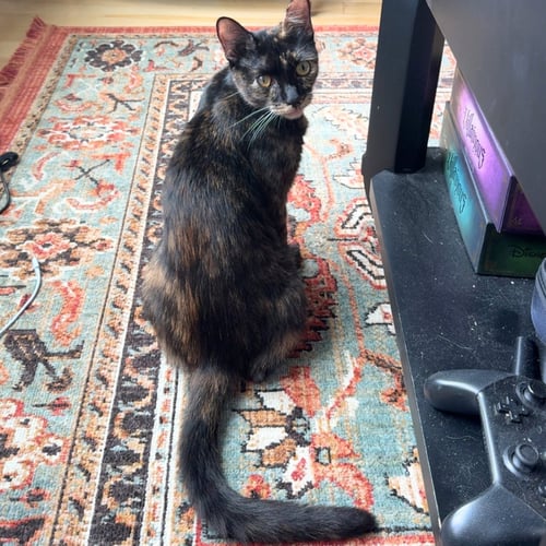 BISQUE - Domestic Short Hair available for adoption