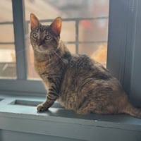 Coco - Photo 3