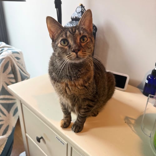 COCO - Domestic Short Hair available for adoption