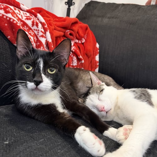 LEILANI - Domestic Short Hair available for adoption