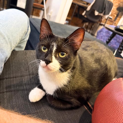 LEILANI - Domestic Short Hair for adoption in Newark
