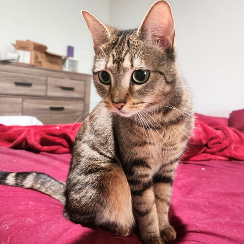 LILLY OF THE VALLEY - Domestic Short Hair available for adoption