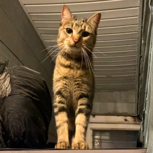 LILLY OF THE VALLEY - Domestic Short Hair available for adoption
