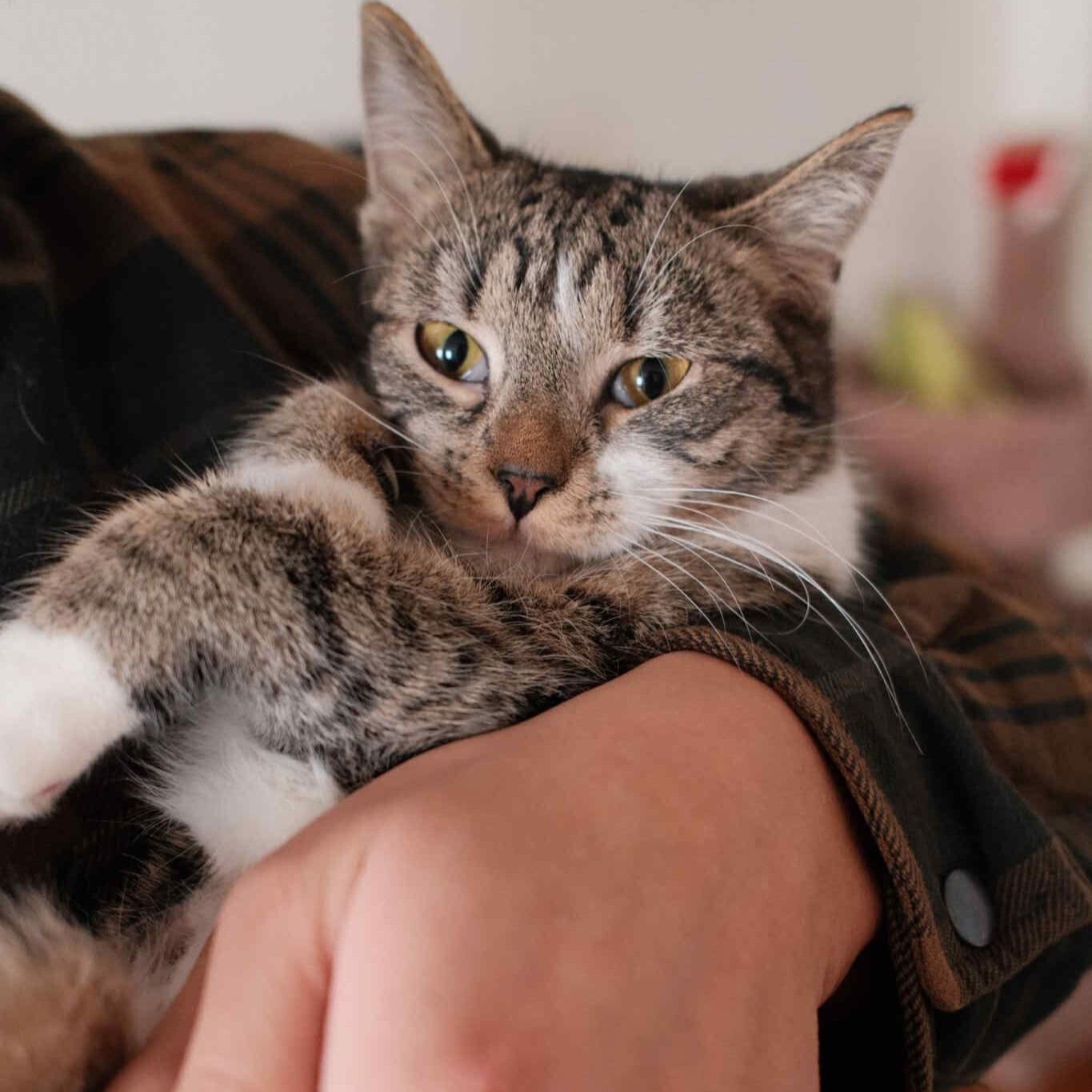 OLIVIA - Domestic Short Hair available for adoption