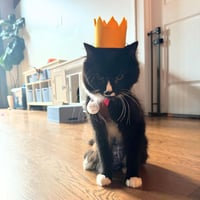 Sir - Photo 7