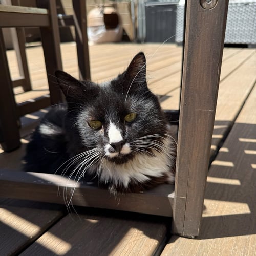 SIR - Domestic Medium Hair available for adoption