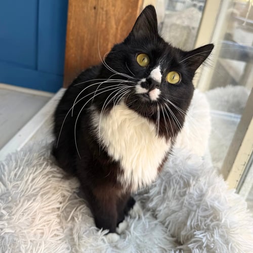 SIR - Domestic Medium Hair available for adoption