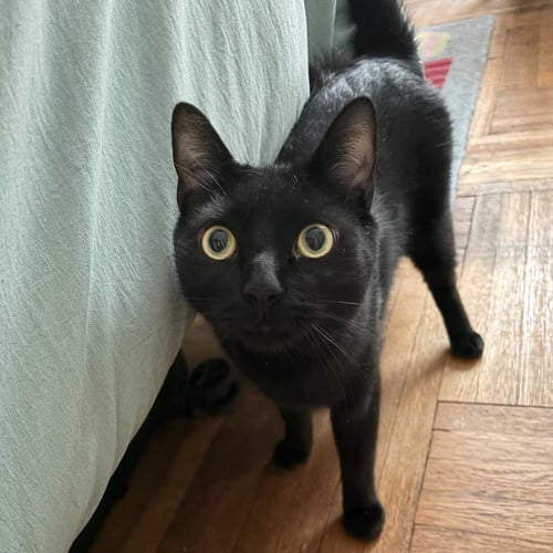 COBB - Domestic Short Hair available for adoption