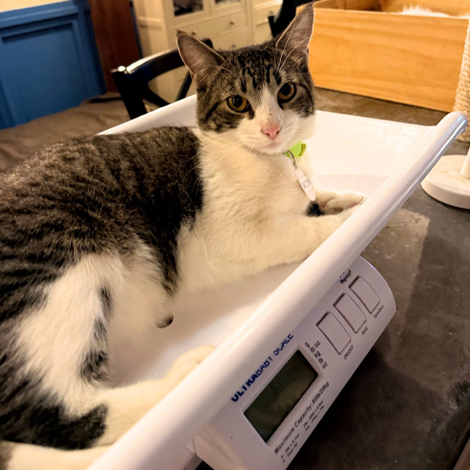 BACON - Domestic Short Hair available for adoption