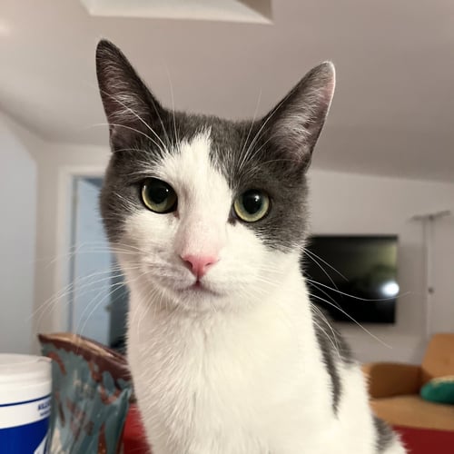 CHINA - Domestic Short Hair available for adoption