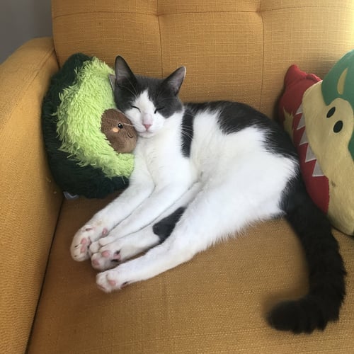 CHINA - Domestic Short Hair available for adoption