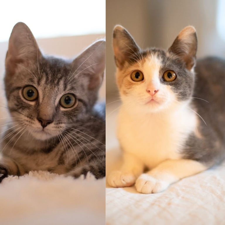 KC & Hyrax Image