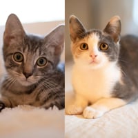 KC & Hyrax - Photo 1