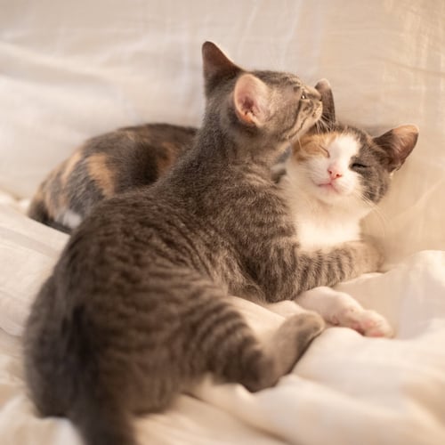 KC & HYRAX - Domestic Short Hair available for adoption