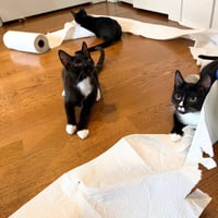 Shenanigan & The Mischief Litter - Photo 3