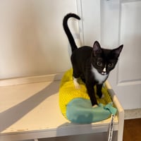 Shenanigan & The Mischief Litter - Photo 4