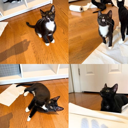 SHENANIGAN & THE MISCHIEF LITTER - Domestic Short Hair available for adoption