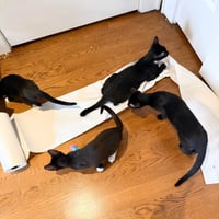 Shenanigan & The Mischief Litter - Photo 7