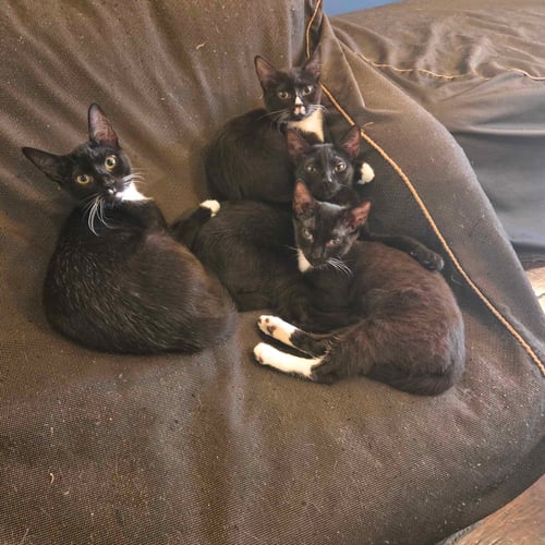 SHENANIGAN & THE MISCHIEF LITTER - Domestic Short Hair available for adoption