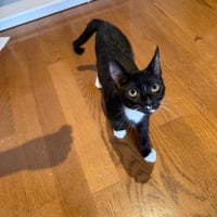 Shenanigan & The Mischief Litter - Photo 5