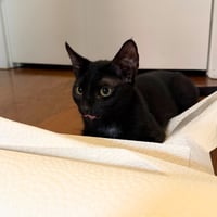 Shenanigan & The Mischief Litter - Photo 6