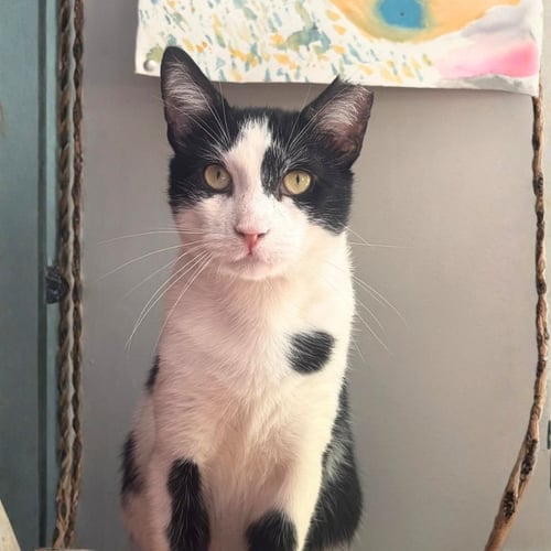 HENDRIX - Domestic Short Hair available for adoption