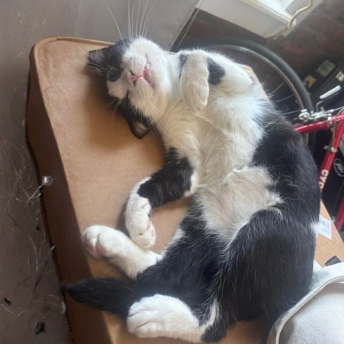 HENDRIX - Domestic Short Hair available for adoption
