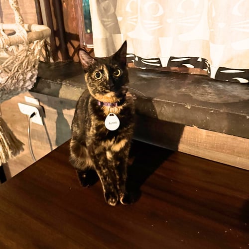 AURORA - Domestic Short Hair available for adoption
