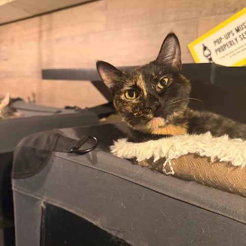 AURORA - Domestic Short Hair available for adoption