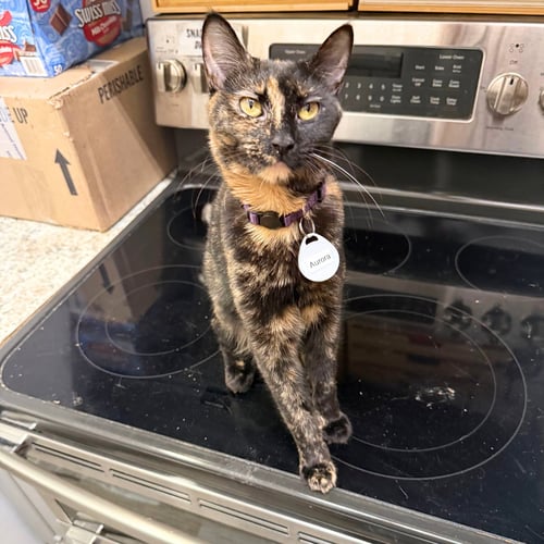 AURORA - Domestic Short Hair available for adoption