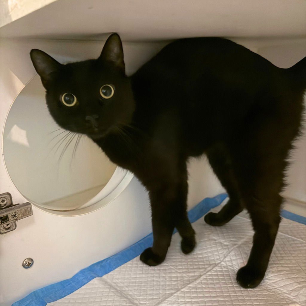 COBB - Domestic Short Hair available for adoption